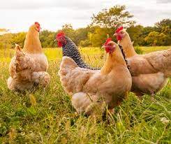 Ferme Censier