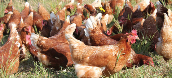 Coq Des Prés