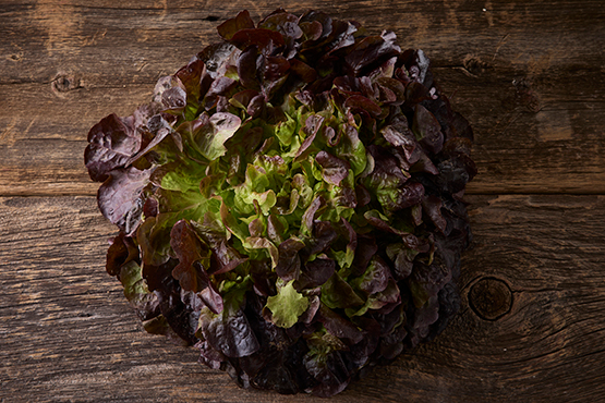 Laitue feuille de chêne rouge MISH MASH bio