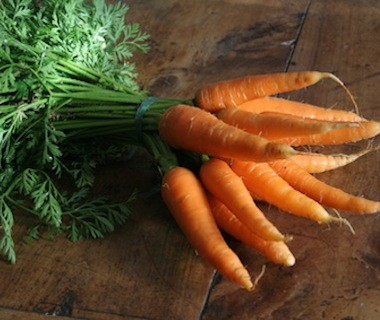 Carottes en botte bio