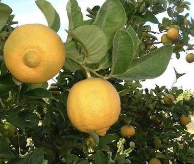 Bergamote (IT) Coop. Interbio bio