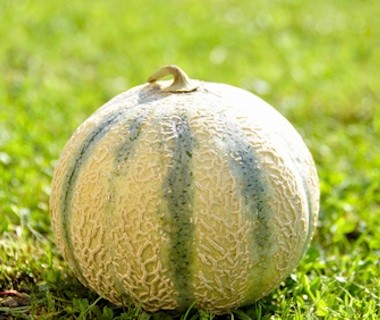 Melon type charentais bio