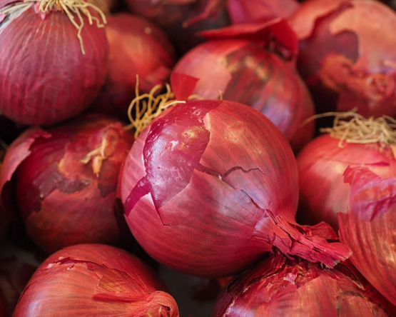 Oignons rouges bio