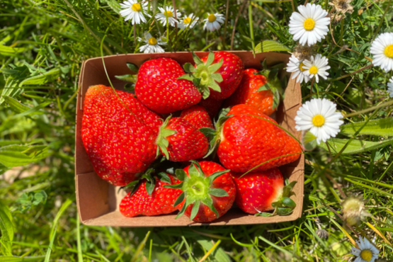 Aardbeien Le Domaine La Falize bio