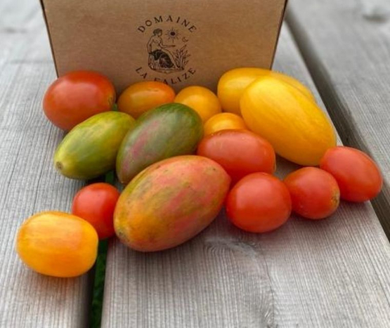 Mix tomates cerises couleurs Le Domaine La Falize bio