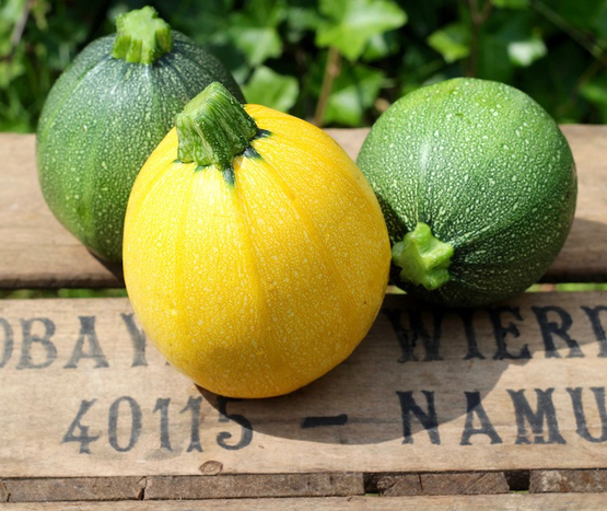 Courgette ronde jaune ou verte Ferme de la Tortue bio