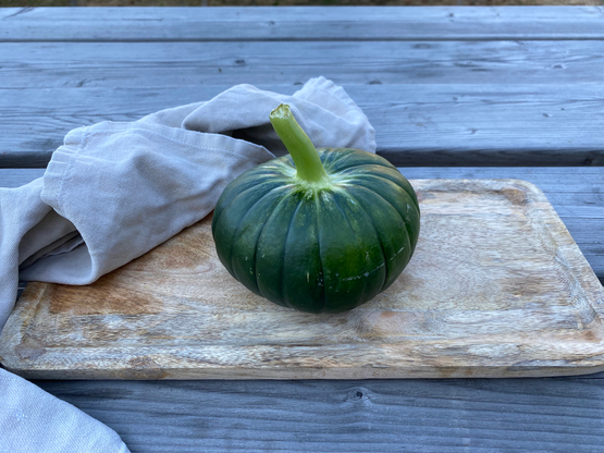 Zaphito - courgettepompoen De Groentelaar bio