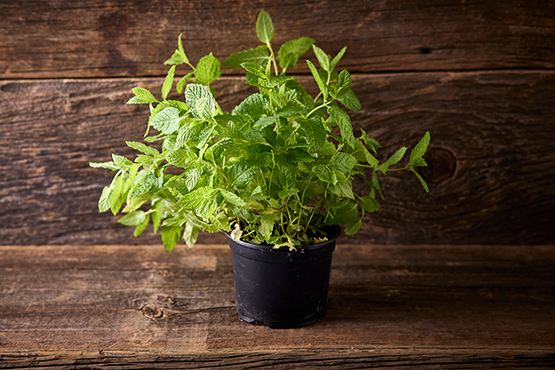 Menthe Coop. Interbio bio