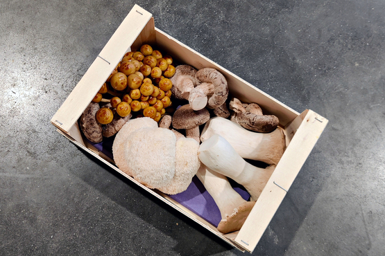 Mushbox - mix gourmet de champignons ECLO bio