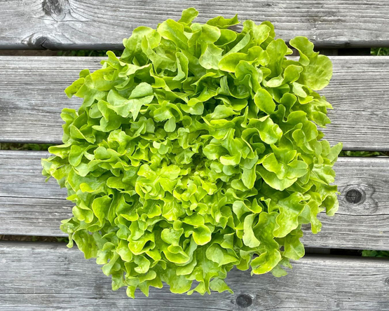 Laitue feuille de chêne blonde Hilde De Boeck bio