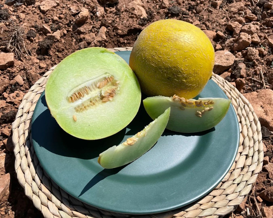 Petit melon Galia (ES) Coop. Interbio