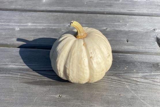 Courge Baby Boo Ferme de la Tortue bio