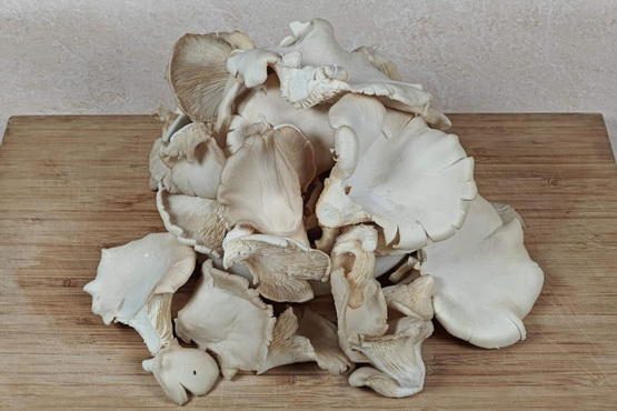 Champignons Pleurotes bio