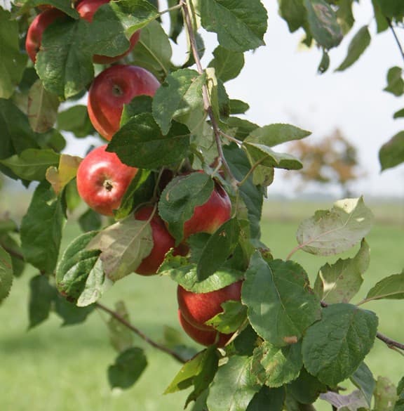 Kopen Radoux appelen 1 kg (Nieuw bij, Bio)