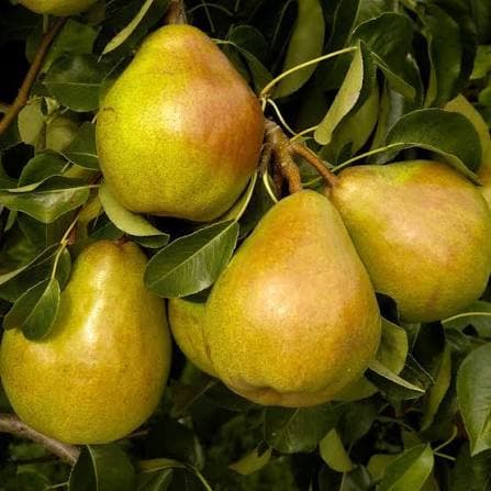 Acheter Poires Doyenné 1 kg (Nouveauté, Bio)