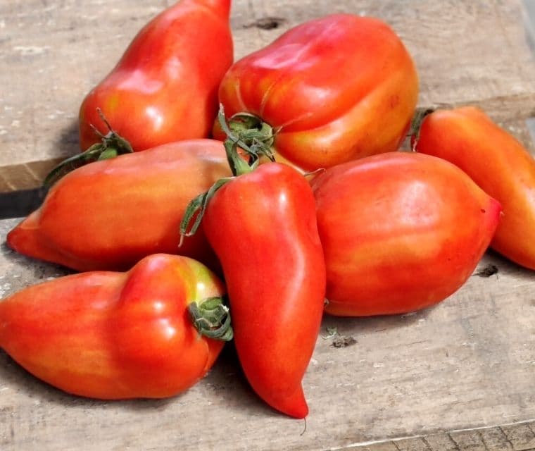 Tomates Cornues des Andes