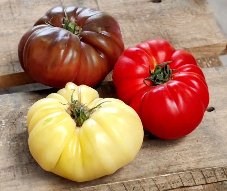 Tomates couleur mix