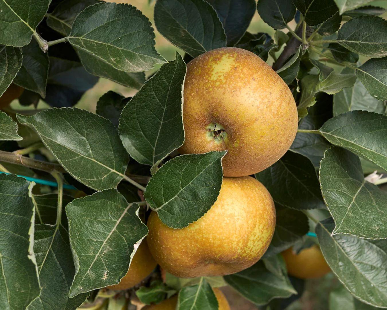 Acheter Pommes Reinette des Capucins (variété ancienne et haute-tige) en ligne