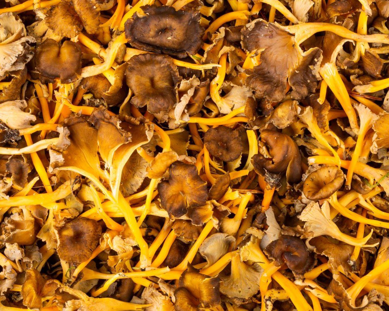 Acheter Chanterelles jaunes, ceuillette sauvage en ligne