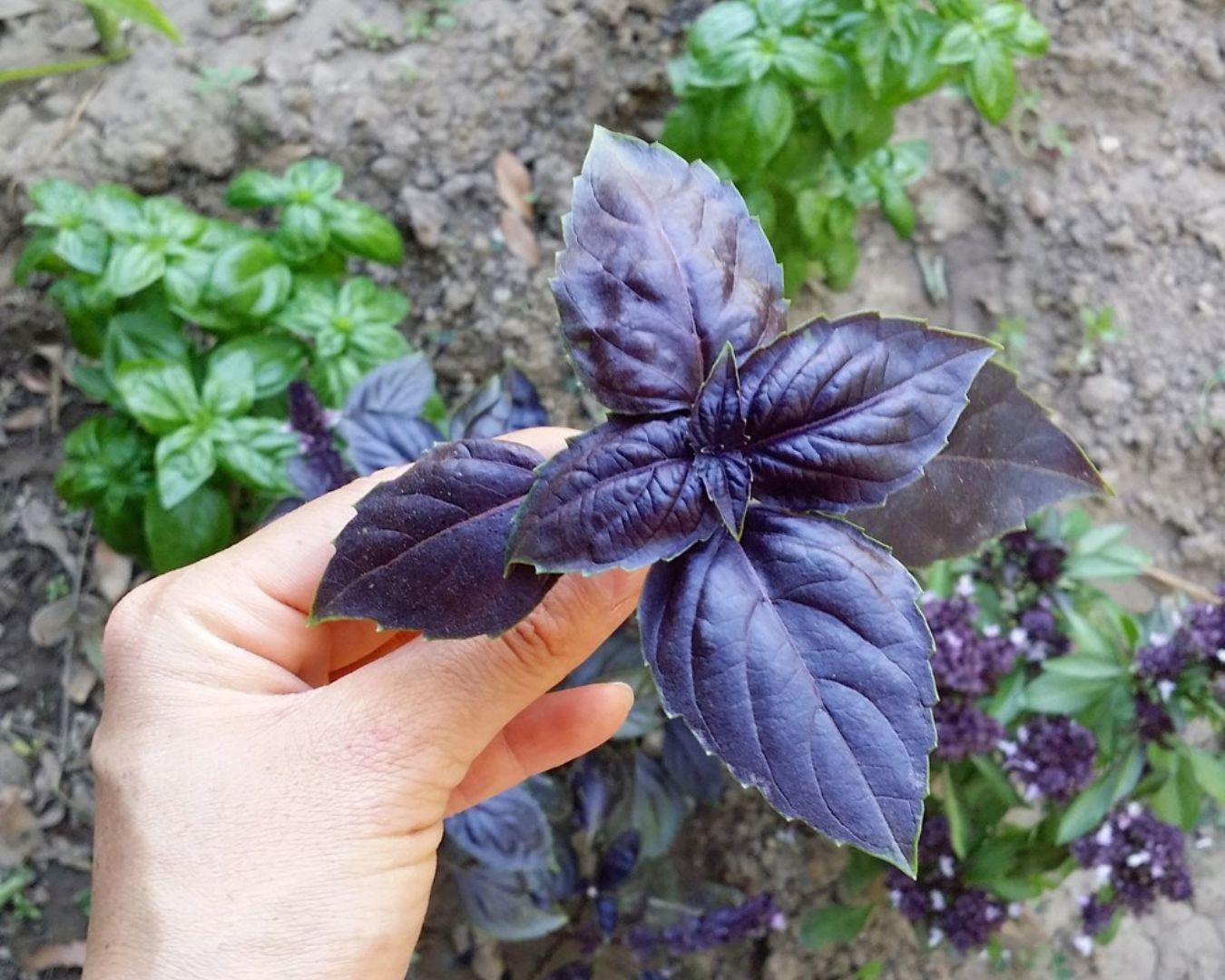 Basilicum purper online kopen
