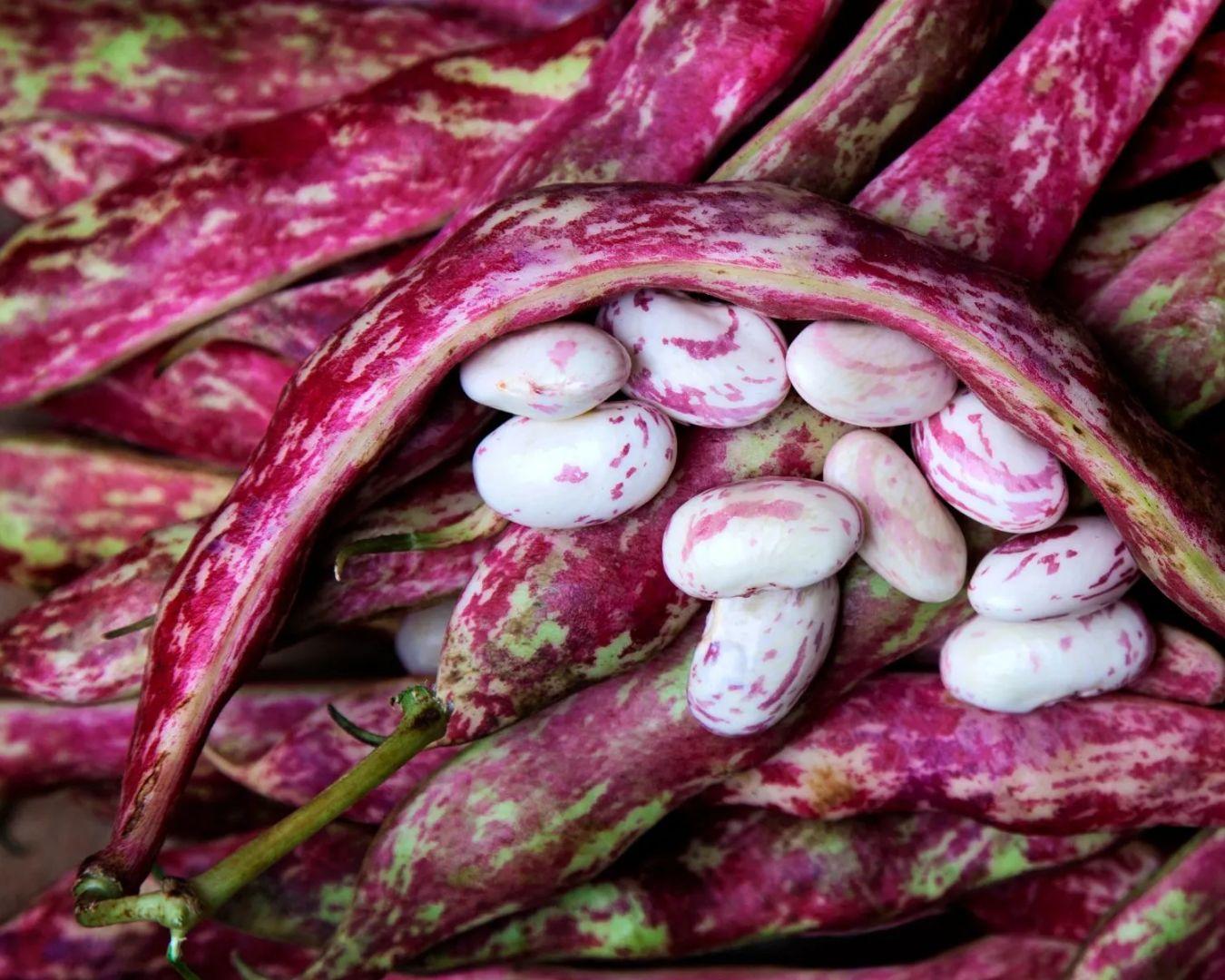 Borlotti bonen online kopen