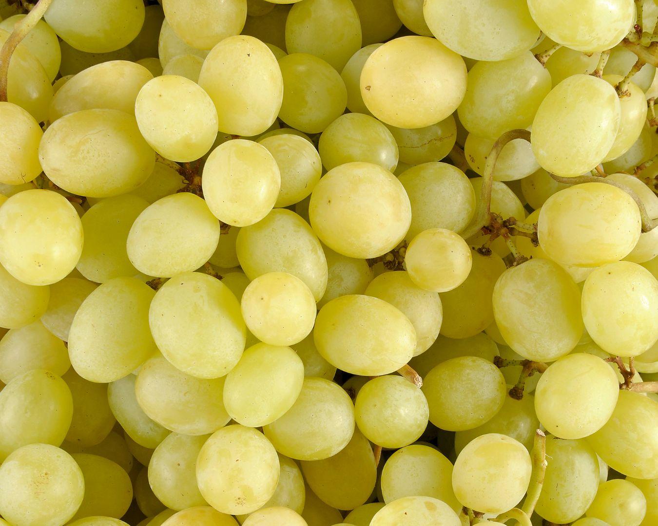 Acheter Raisins blancs Victoria 500 gr (Bio, Le moins cher, Promo)