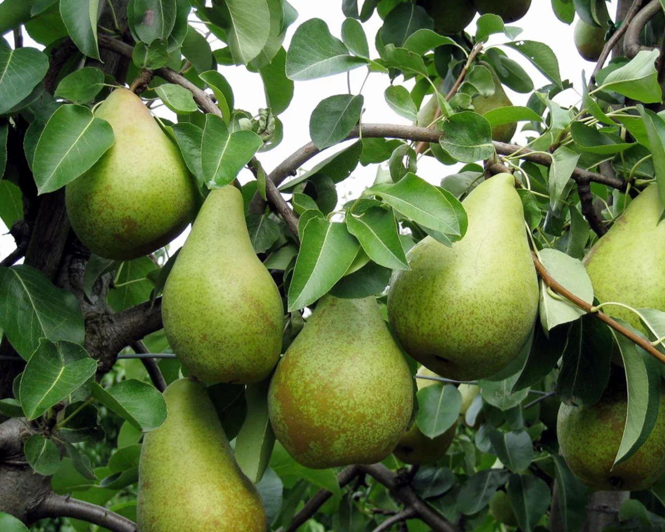 Acheter Poires de Novembre en ligne