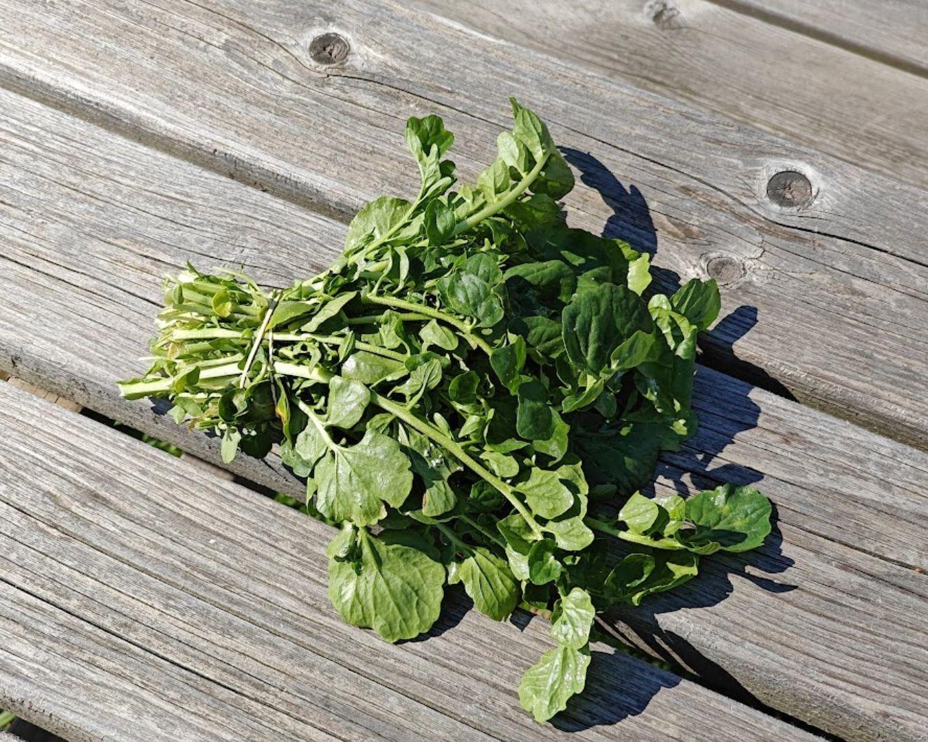 Acheter Cresson de jardin en ligne