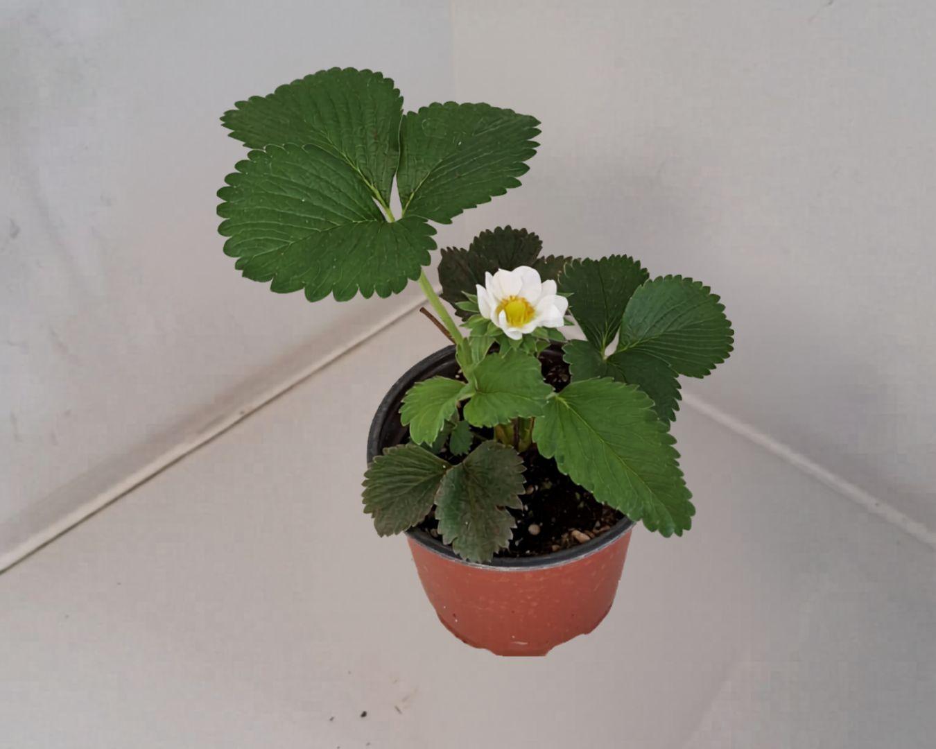 Aardbei plant 1 pot, Bio, Belgi - eFarmz / eShop lokale producten