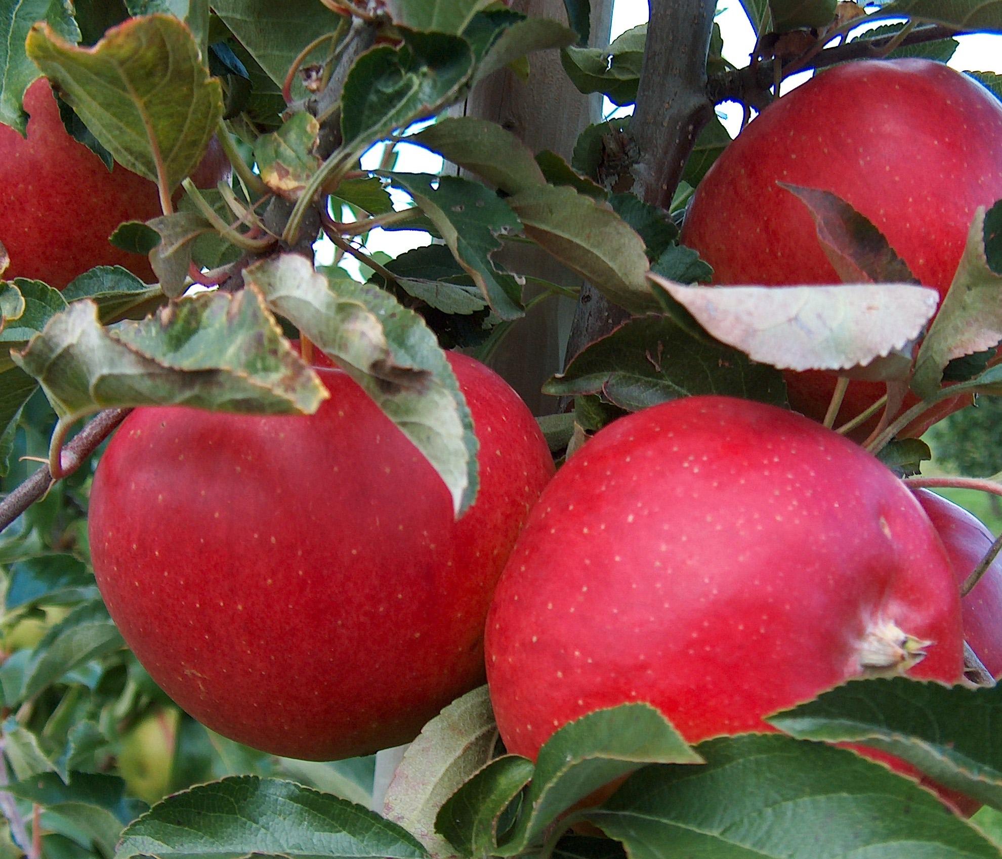 Acheter Pommes Flamboyante en ligne