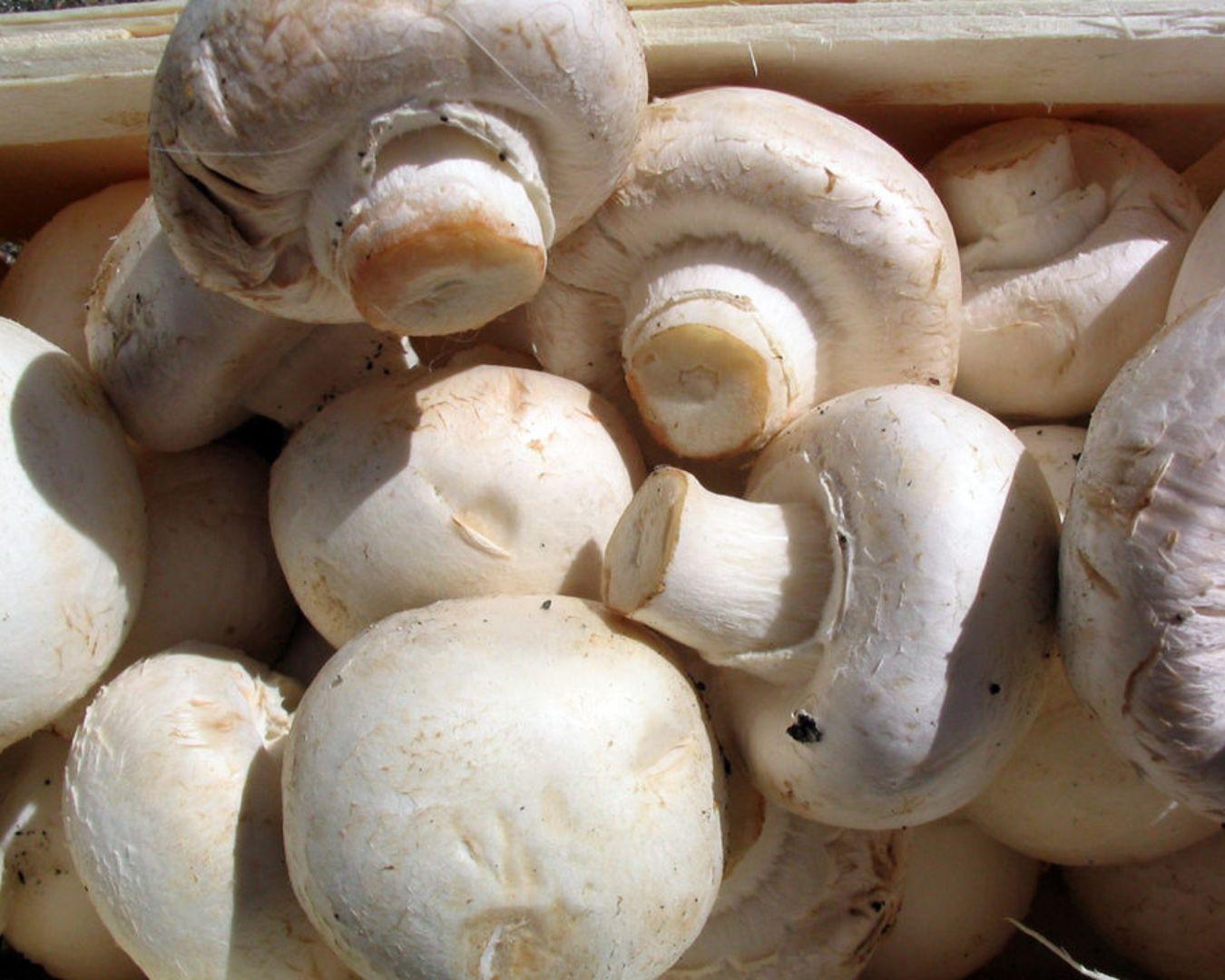 Champignons online kopen